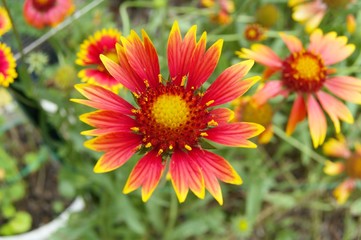 Red and Yellow Gaillardia in a Garden