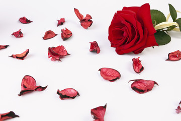 Red rose with petals on the white background