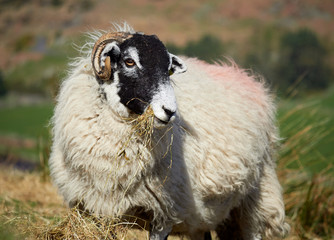 Sheep grazing on open ground in the mountains, hills of the English countryside. Livestock, hill farming.