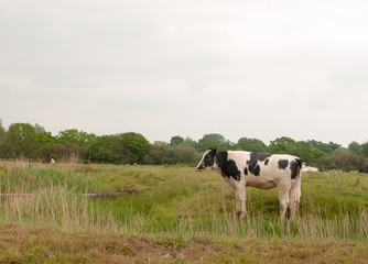 Fototapeta premium close up of female cow in a field eating and grazing relaxing in spring overcast drab weather little light and no people milk cows roaming meadow farmland uk england essex