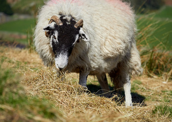 Sheep grazing on open ground in the mountains, hills of the English countryside. Livestock, hill farming.