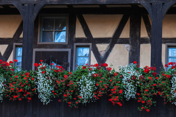 windows flowers