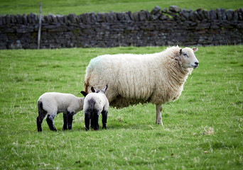 Sheep with their young lambs in a green field in springtime in the English countryside. Livestock, hill farming.