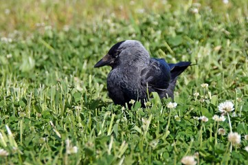 Dohle (Corvus monedula)