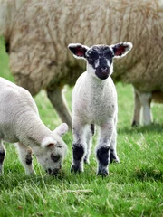 Photo sur Plexiglas Moutons Moutons avec leurs jeunes agneaux dans un champ vert au printemps dans la campagne anglaise. Elevage, agriculture de montagne.