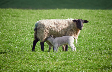 Fototapeta premium Sheep with their young lambs in a green field in springtime in the English countryside. Livestock, hill farming.