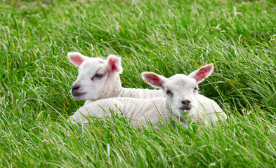 Naklejka na ściany i meble Sheep with their young lambs in a green field in springtime in the English countryside. Livestock, hill farming.