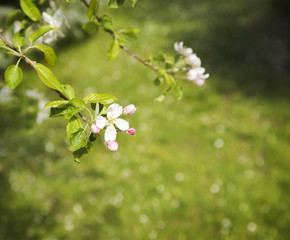 Beautiful apple tree blossom