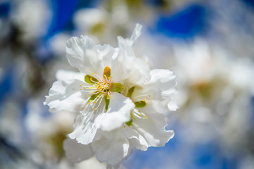 Flower of almond trees against  blue  sky, macro, closeup