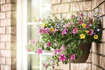 Various summer flowers in pot