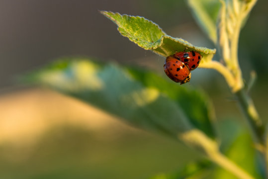 Two Ladybugs (Coccinellidae) taking care that there will be more of them eating all the green aplle aphids from my apple tree.