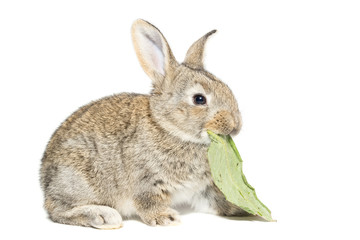 rabbit on a white background