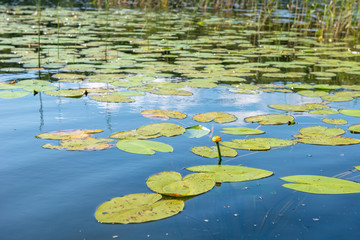 Nuphar lutea (yellow water Lily) with leaves in the water of the lake