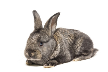 rabbit on a white background