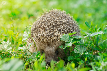 hedgehog on the grass