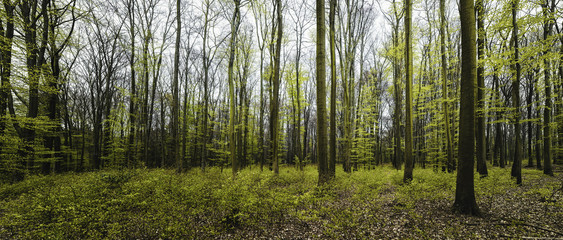 Fototapeta na wymiar Wald im Frühling Panorama
