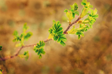 Green escape roses with green leaves and thorns