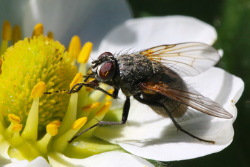 The fly pollinates the flower