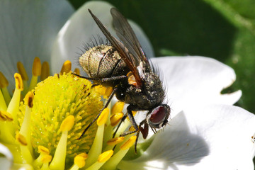 The fly pollinates the flower