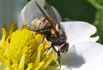 The fly pollinates the flower