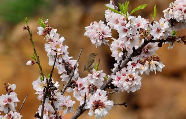 Branch of almond tree in bloom and small phylloscopus bird 