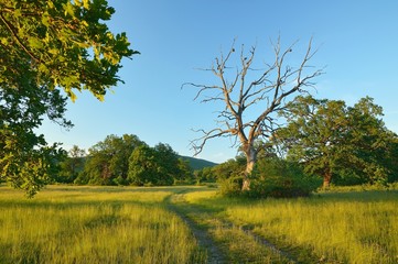 Summer forest, meadows and pastures landscape in Slovakia. Evening scenery in Gavurky. Sunlit country with dry tree
