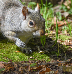 curious squirrel