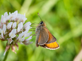 moth outside close up macro on clover from side