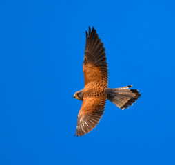 kestrel