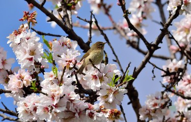 Almond tree in full bloom and small phylloscopus bird amidst flowers