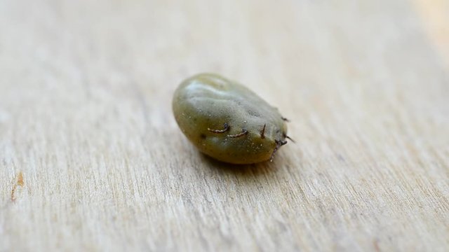 Engorged of blood hard tick lies on its back trying to come onto its feet. Shot on wooden background