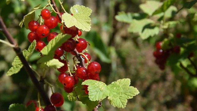Branch of the redcurrant with berries