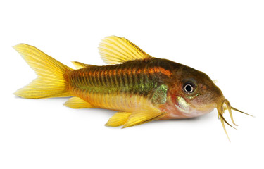 Green Laser Cory Corydoras Catfish Aquarium fish