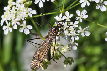 Big mosquito (crane fly) pollinating the flower © Sergey