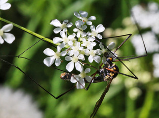 Big mosquito (crane fly) pollinating the flower