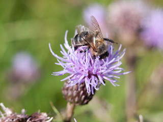 Pink thistle growing in summer with bee
