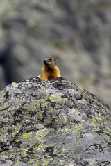 The alpine marmot (Marmota marmota latirostris) on the rock