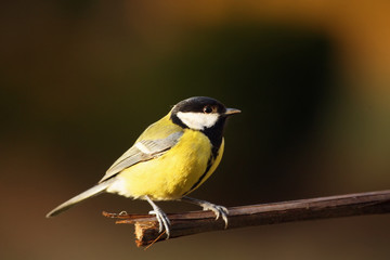 The great tit (Parus major) sitting on the branch