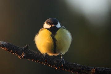 Obraz na płótnie Canvas The great tit (Parus major) sitting on the branch face to face