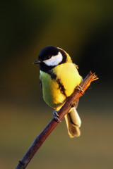 The great tit (Parus major) sitting on the branch