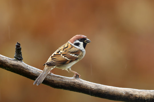 The Eurasian tree sparrow (Passer montanus) sitting on the branch