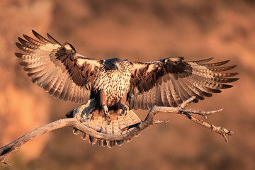 The Bonelli's eagle (Aquila fasciata) young female lands on dry branch with orange rocks as background