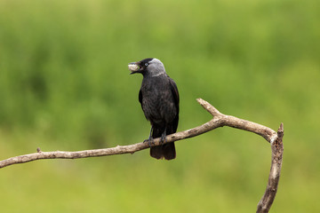 The western jackdaw (Corvus monedula) with a piece of clay in its beak with green background