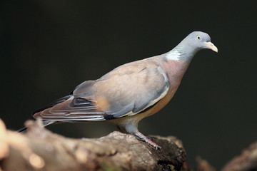 The common wood pigeon (Columba palumbus) sitting on the branch