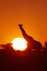 The South African giraffe or Cape giraffe (Giraffa giraffa giraffa) at sunset