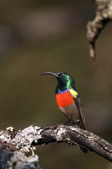The greater double-collared sunbird (Cinnyris afer) sitting on a branch with lichen