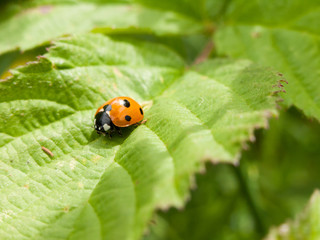 red ladybird spotted on leaf