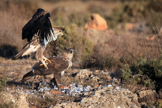 The Bonelli's eagle (Aquila fasciata) a pair of eagles on the rock