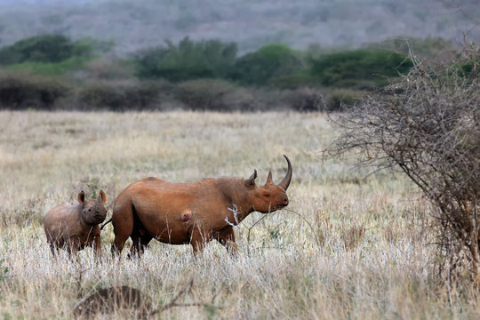 The black rhinoceros or hook-lipped rhinoceros (Diceros bicornis) female with young in the evening savannah
