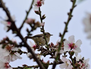 Fototapeta premium Small phylloscopus on almond tree in bloom